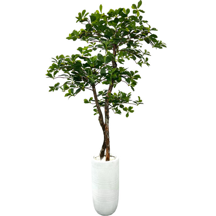 Primrue HandMade Primrue Fresh Italian Black Olive Leaf 5'' Artificial Tree & Reviews Wayfair